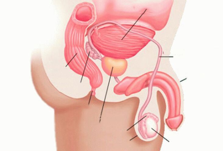 Егде жастағы ерлі-зайыптылардың жыныстық қатынасқа түскен фотосы